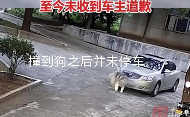 湖南郴州因狗未拴绳,疑被小车故意碾压致死,车主却拒绝道歉