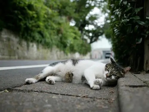 街上遇到流浪恶猫,两个巧合让铲屎官认定流浪猫是已故贵宾犬转世