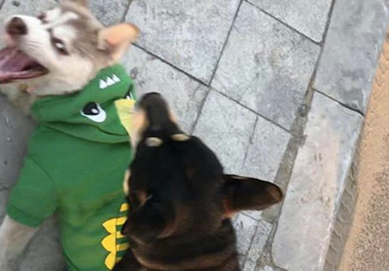 哈士奇和柴犬打架斗殴,每一张照片全是表情包,二哈:搞笑幽默我从未输过