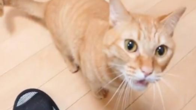 主人坐着不动,猫咪走过却多次被绊倒!原来是一只黏人心机猫!