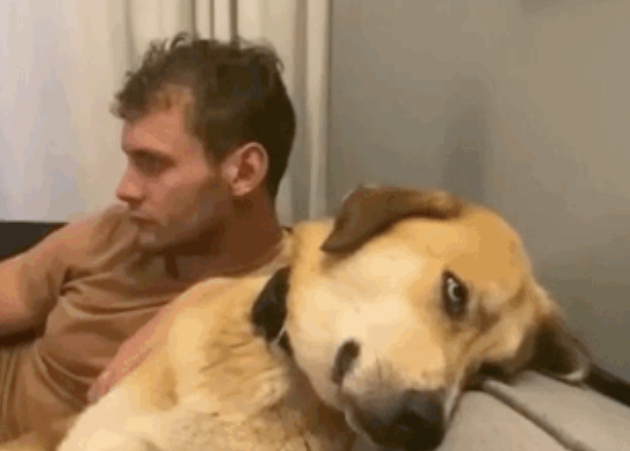 金毛和二哈看对眼，生了个比哈士奇还智慧的生物…主人：想让狗离婚！