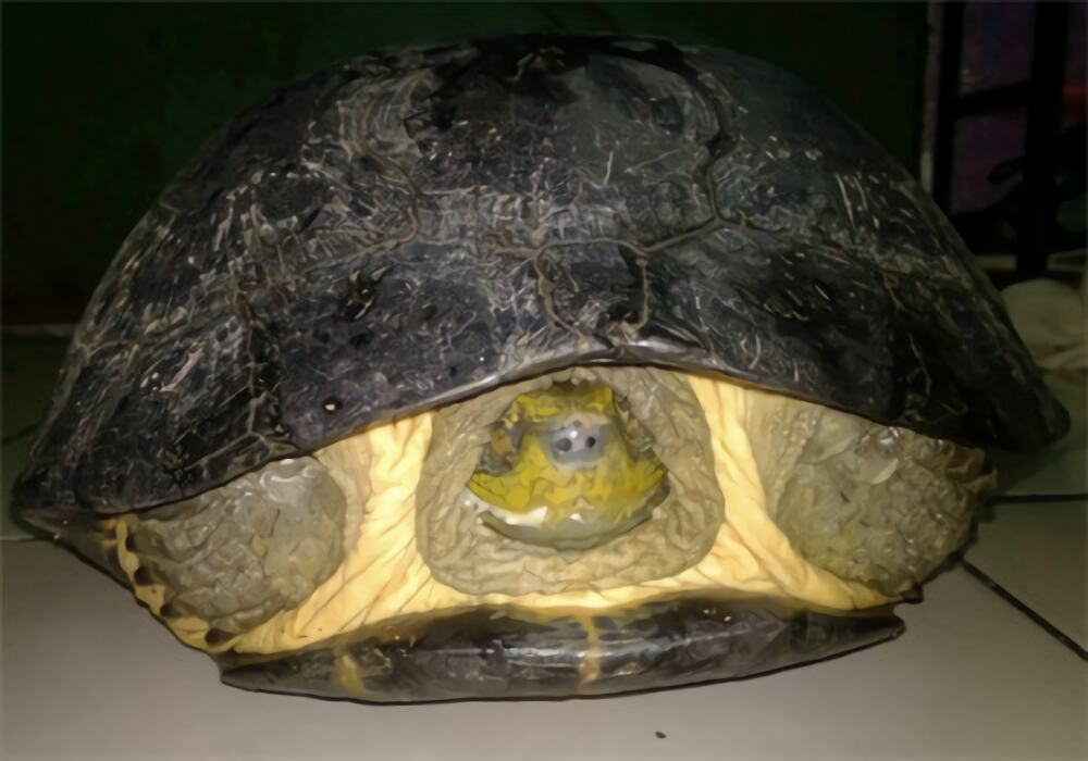 黄头庙龟身份信息