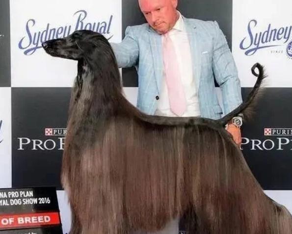 世界最美的狗狗,长相酷似“夜华君”,配一次种可以买一辆汽车