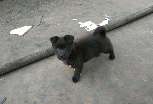 道上捡到只小流浪犬,女生养了三个月后,见到它的样子禁不住想乐