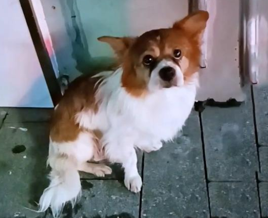 11岁老犬意外走失，寻找主人时被车撞，获救时它竟满眼泪水