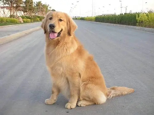 家人趁我外出打工,将我养了一年多的金毛犬,卖给了狗贩子?