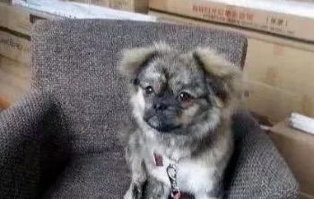 网友路边捡只土狗，带它出门却被路人议论...