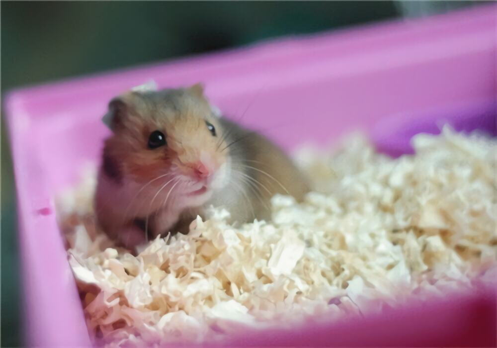 金丝熊身份信息