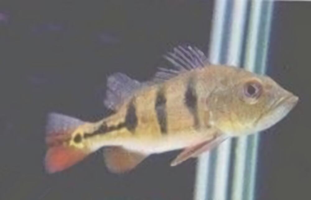 眼斑鲷身份信息