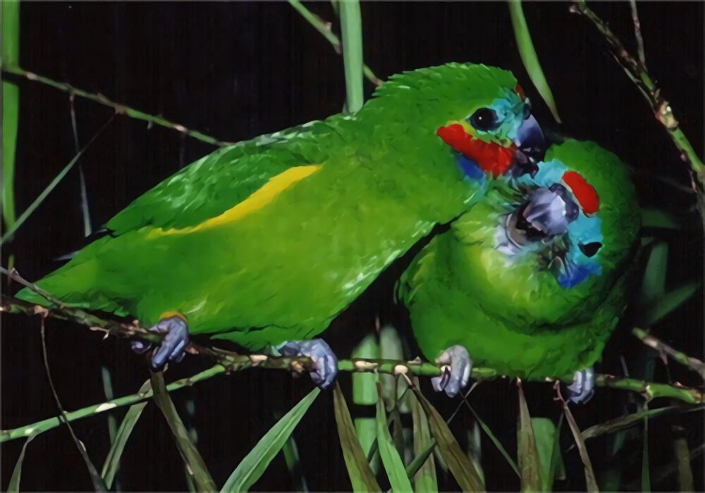 双眼无花果鹦鹉身份信息