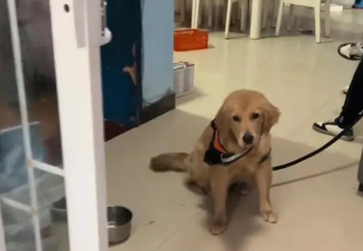 主人没时间,金毛犬就要送人,狗主:狗免费,要补点狗粮钱
