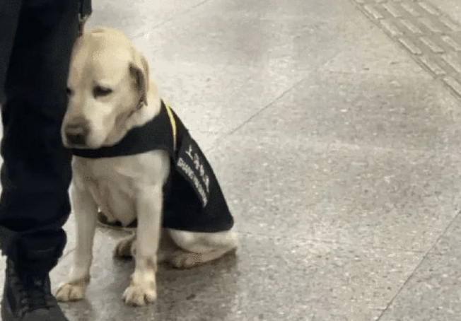 搜爆犬退役后闲不住,主人买来“弹药”,真是个劳碌汪啊