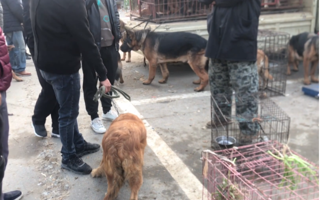 以为逃过一劫的金毛犬还是被卖了,被狗贩牵回狗肉车的狗狗眼中尽是哀求
