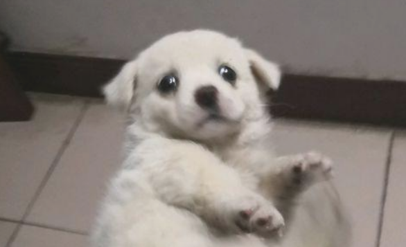 喂流浪犬点吃的后,殊不知狗狗如何赶都不动,那一刻女生忍不住泪流满面