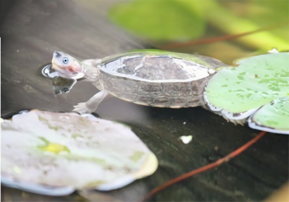 史密斯棱背龟身份信息