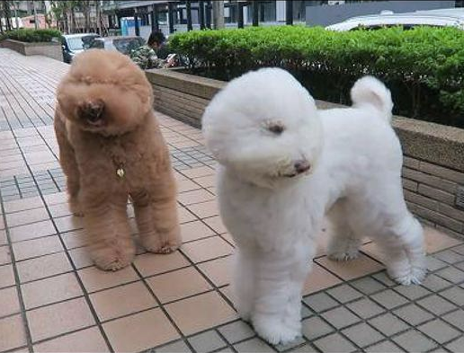 外边的风太大,贵宾犬的眼睛都被吹遮上了,狗:母亲我要回家!