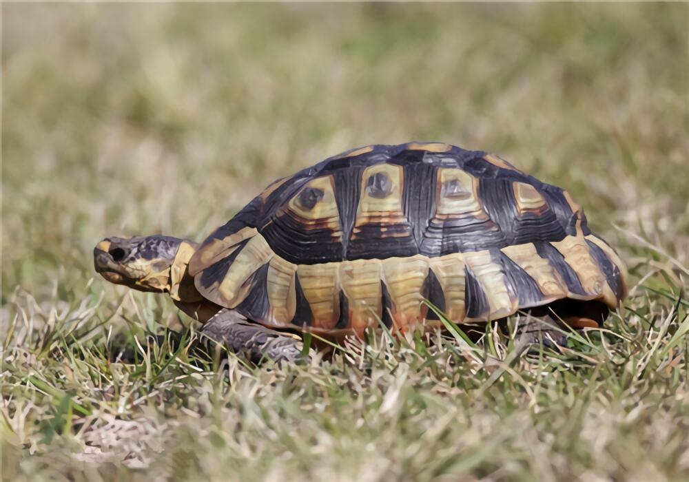 挺胸龟身份信息