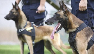 假如还有机会，此生我只想养一只“马犬”