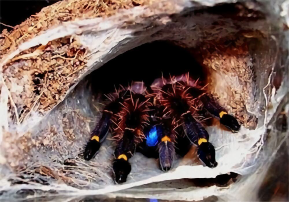 法属圭亚那蓝牙身份信息