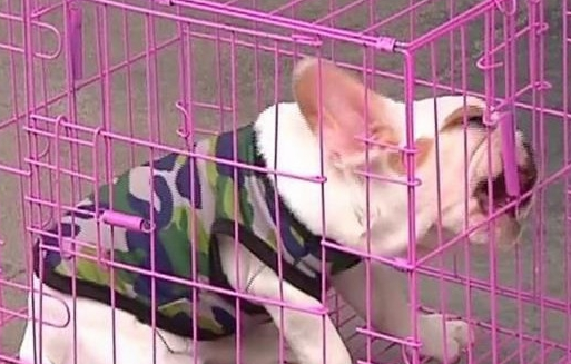 男子买了条法国斗牛犬,回家一看傻了眼,老板:你打电话报警吧