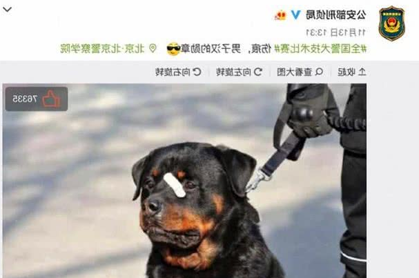 网红“创可贴警犬”即将退役,罗威纳不愧是最聪明的猛犬