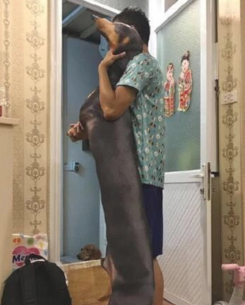 女子去亲戚家坐客,见腊肠犬躺了半小时都没动,伸出手一摸笑喷!