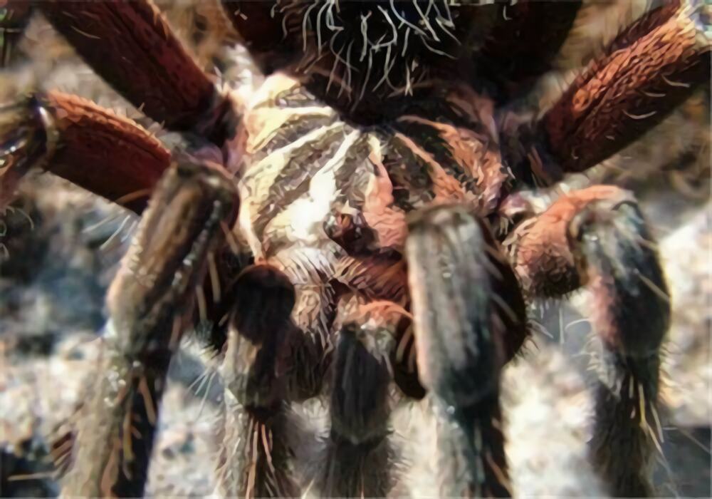 哥伦比亚镭射身份信息