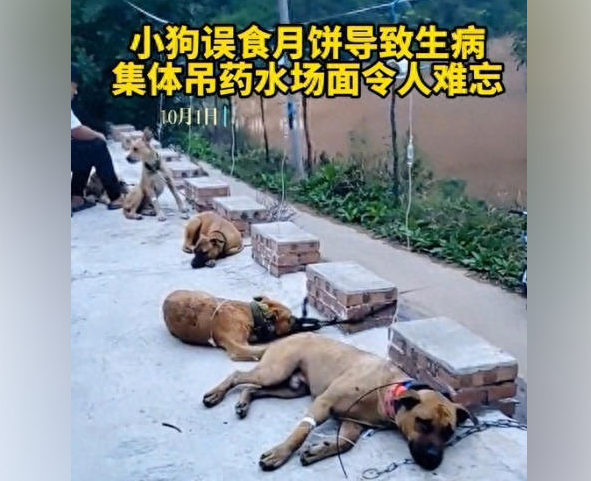 狗狗趴地上集体打吊针,目击者:它们吃了五仁月饼导致身体不适