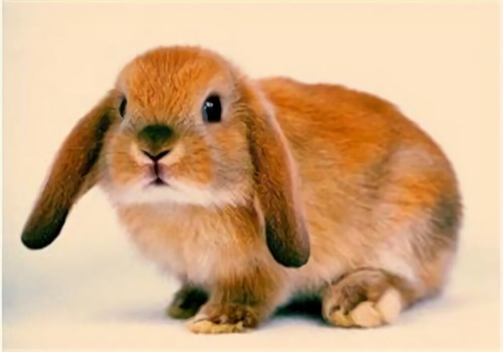 公羊兔身份信息