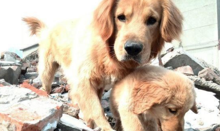带两黄金猎犬回老家 狗狗却在门口当起石狮子