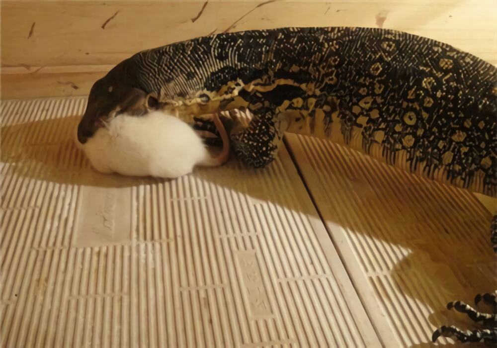 砂巨蜥身份信息