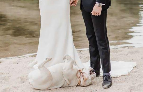 主人带爱犬见证婚礼,可这只“愚蠢的”狗狗