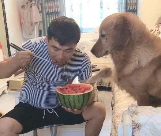 主人在狗狗眼前吃西瓜,金毛狗狗一口都没有吃,結果令人哭晕在厕所!