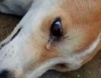 心疼!养了6年的狗狗被遗弃,全身抽搐流泪哭个不停