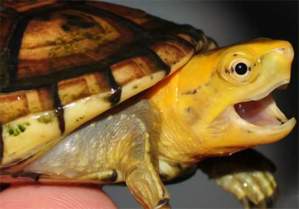 白唇泥龟身份信息