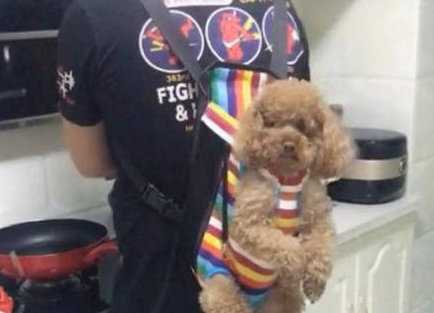 男子实力宠爱狗狗,引得邻居纷纷侧目,网友看了争议不断
