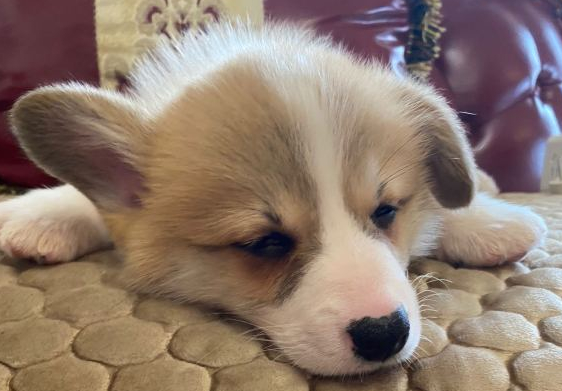 柯基入睡十分老实巴交，睡一宿都不换姿态，狗：咱害怕乱动