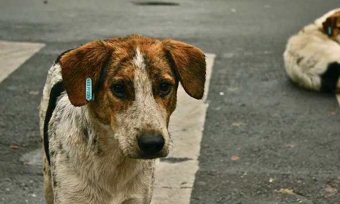 为什么有的流浪狗会主动跟着人回家？