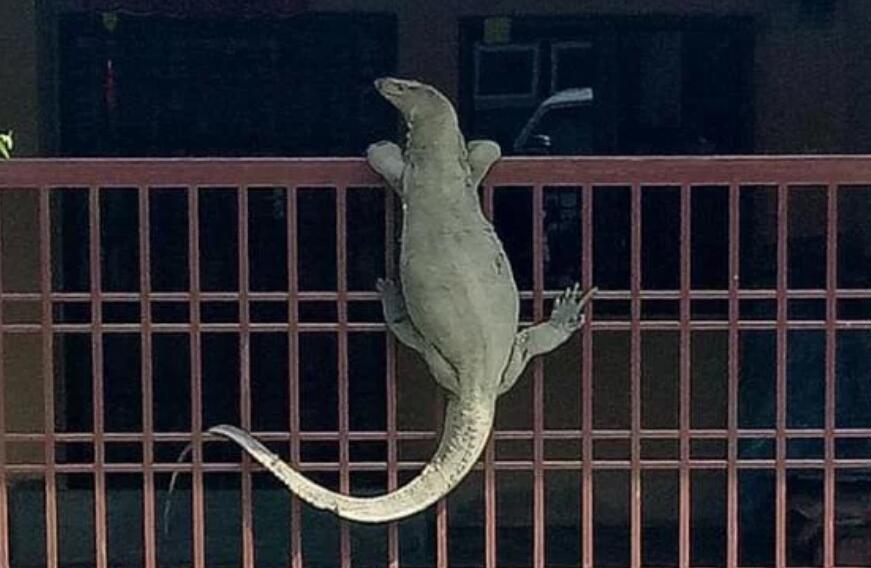 院子里传来一阵狗叫,以为进了小偷,出去一看腿都哆嗦了