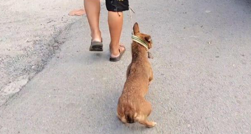 140块,满是惶恐的看家犬上狗肉车,狗贩直言:十块钱我都不喂它
