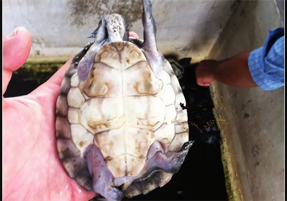 中美洲河龟身份信息