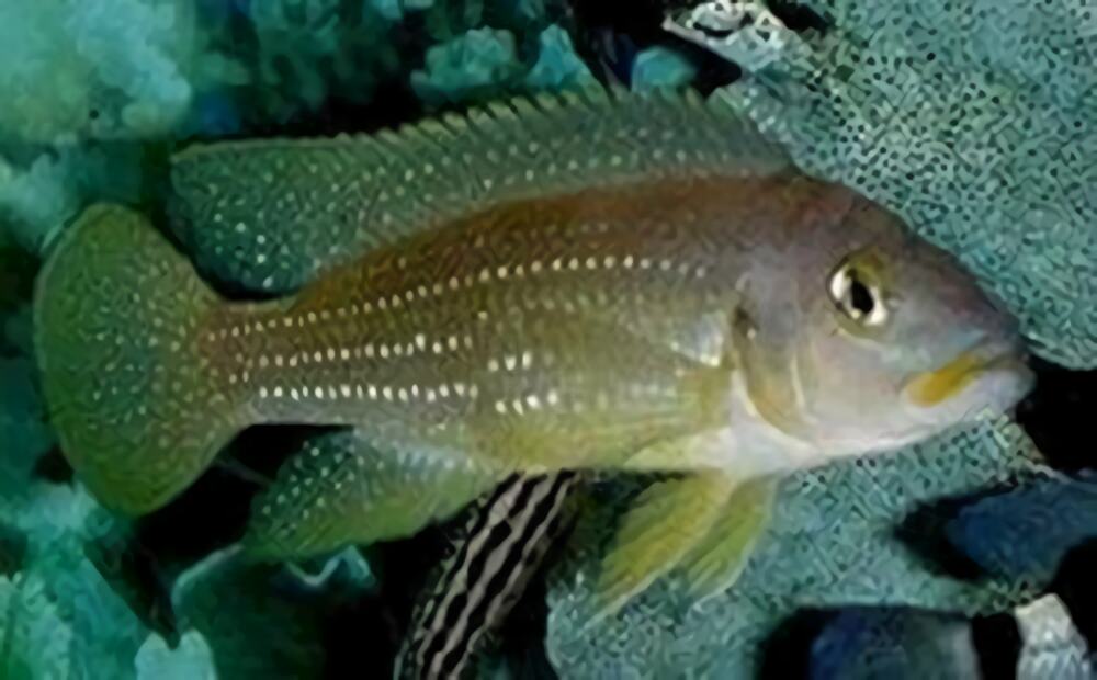 珍珠雀身份信息