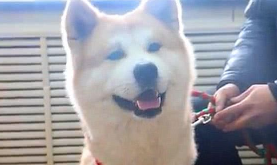 秋田犬走失很多天多亏警察细心照料?主人认领时告知,原为追求异性