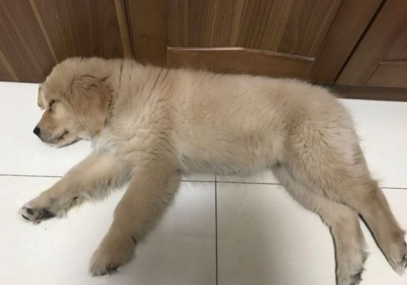 狗狗回家吃了个鸡翅,下一秒竟倒地不起,可把铲屎官吓坏了!