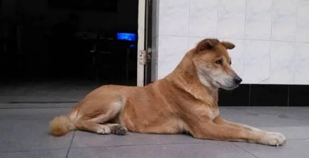 狗是人类最忠实的朋友,相伴十年的爱犬走了,愿它在天堂快乐幸福