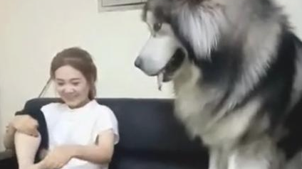 女主人味儿太臭，就是要狗狗闻一闻，結果一瞬间难堪了！