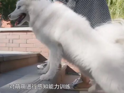 小狗失明后,我为它养了只导盲犬