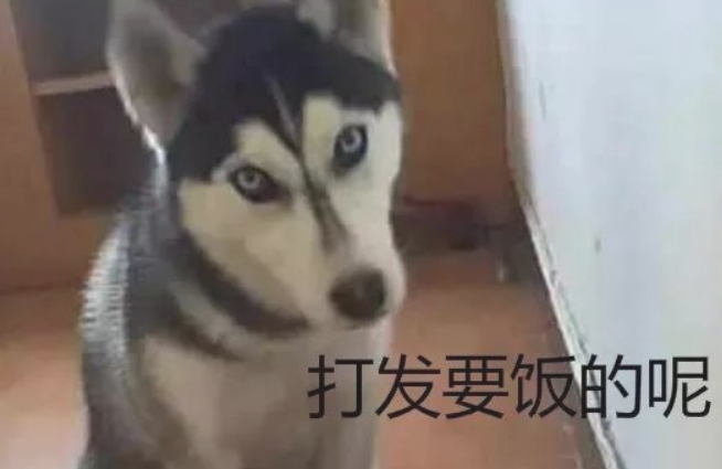 狗粮快完了就给金毛少放了一点儿,没想到二哈嫌少,还不吃了!