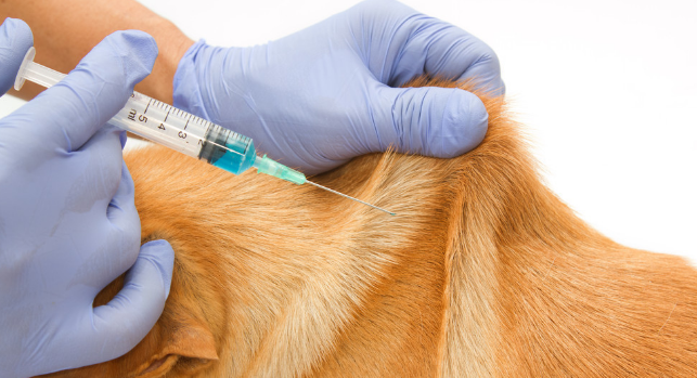 狗狗患病治不好了主人含泪为它安乐死,临死前狗狗的眼神让人难忘