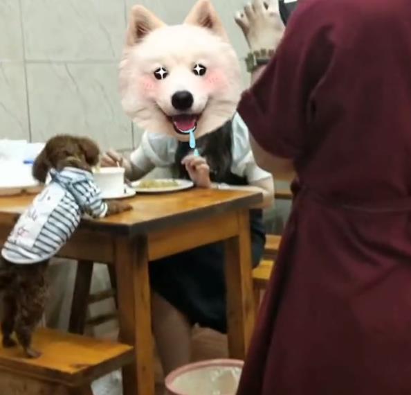 狗狗上餐桌与人同吃,饭店老板懵了,网友:再也不去了